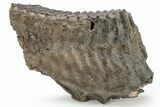 Fossil Mammoth Molar - South Carolina #226639-3